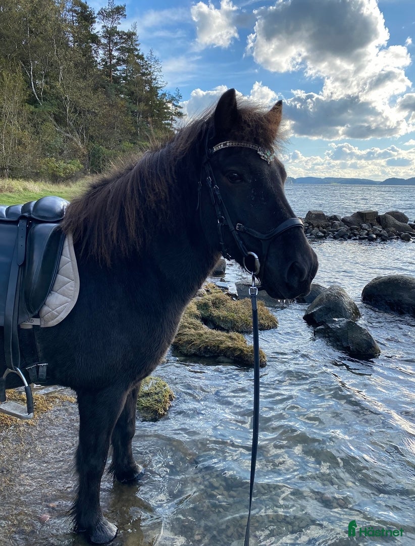  hästar Islandshäst i Munkedal - Annons 2