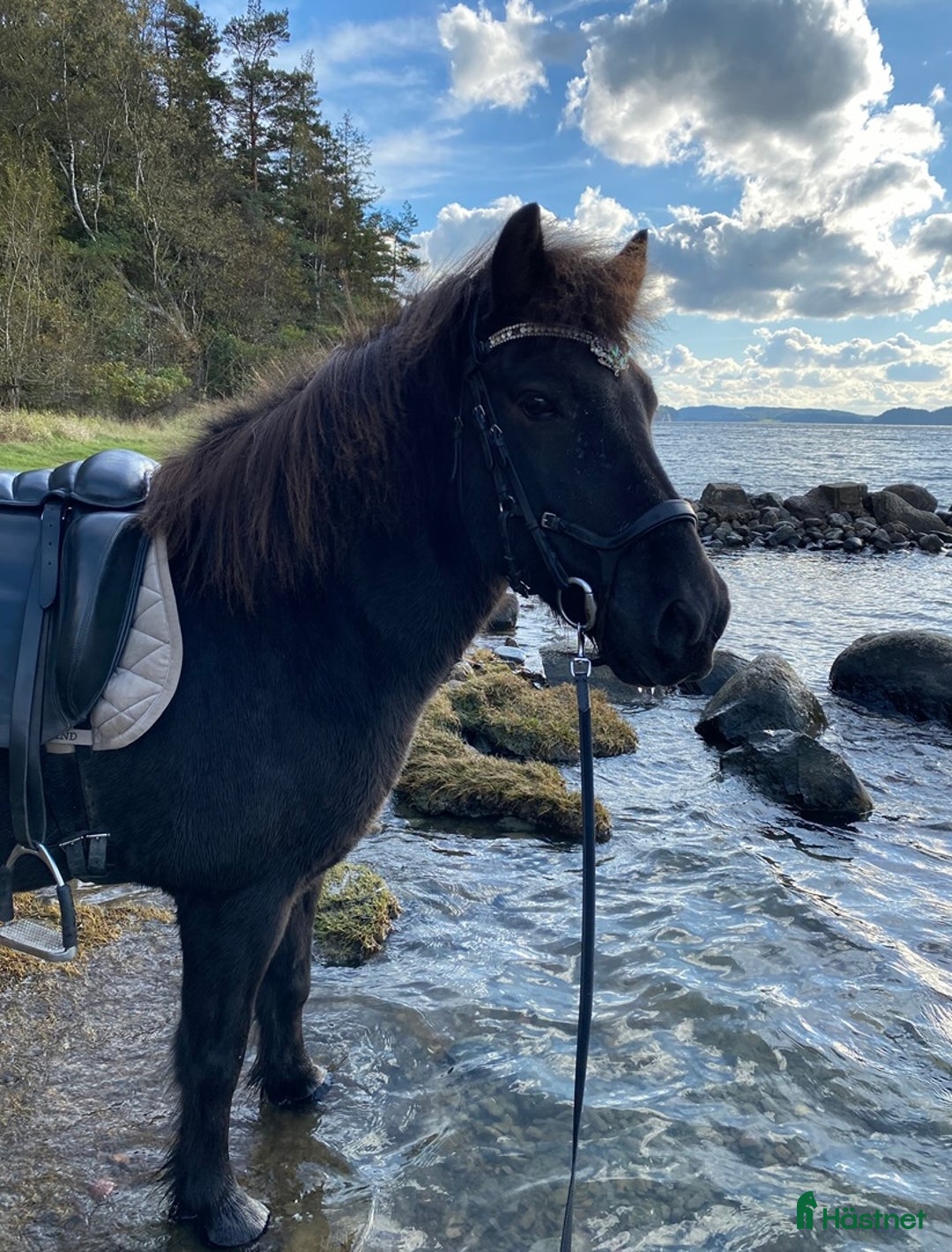 Island hästar till salu: Islandshäst i Munkedal - Annons 1
