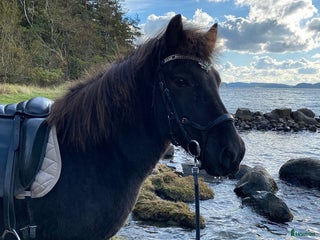 hästar Islandshäst i Munkedal - Annons 6