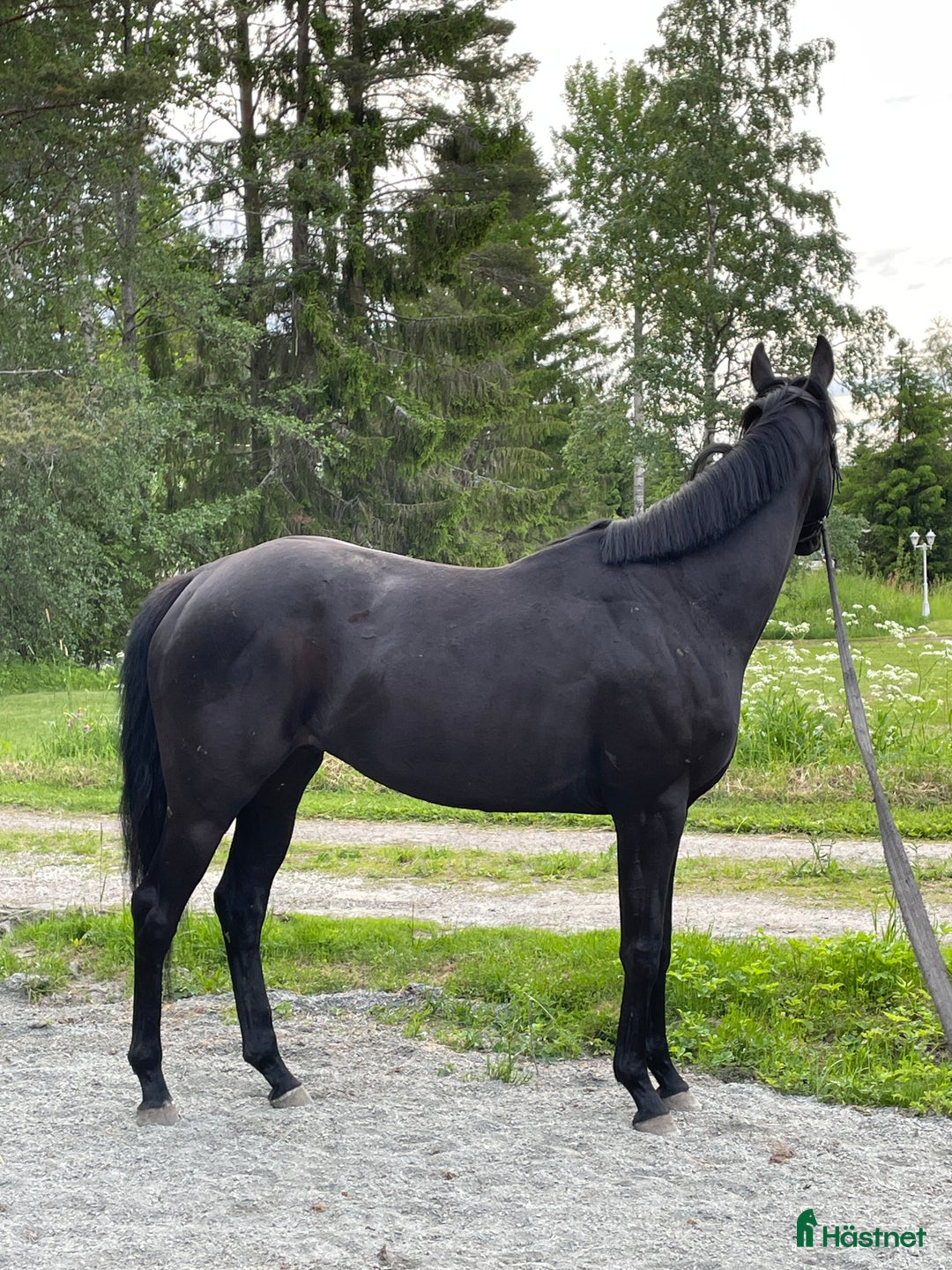 Allround hästar till salu: Socialt 4-årigt sto  i Axmar - Annons 8