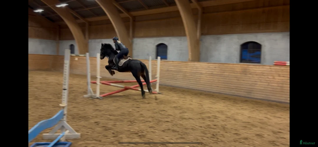 Allround hästar till salu: Fantastik häst - Annons 3