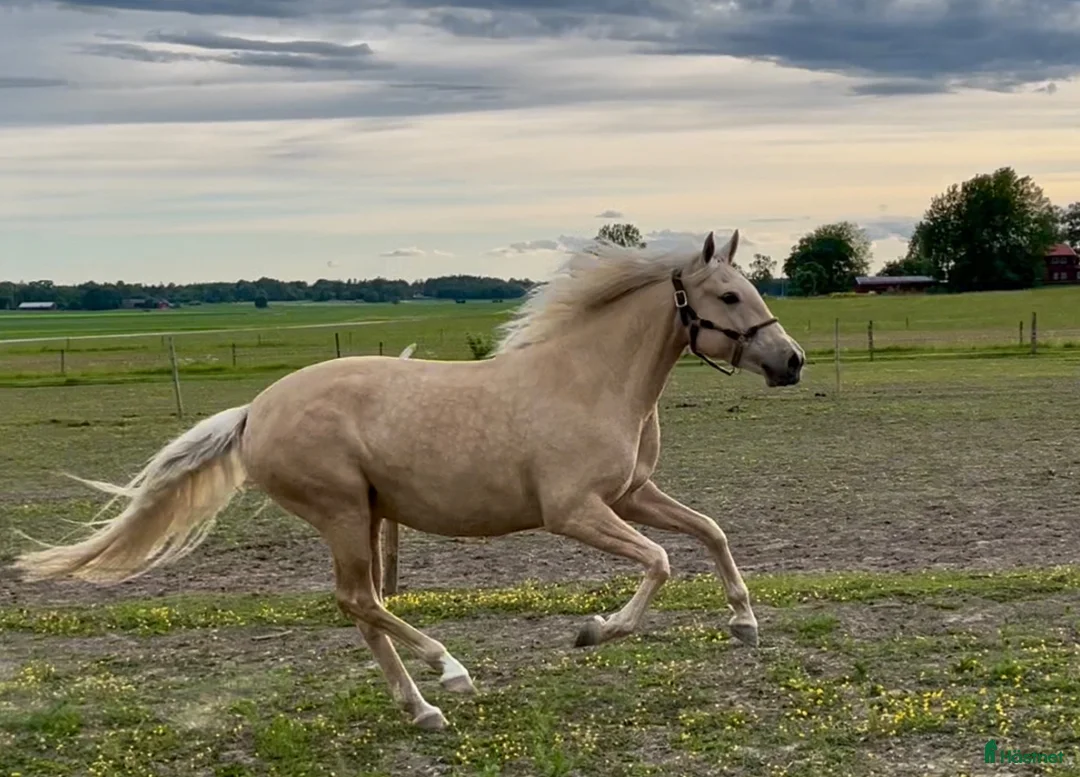 Allround hästar till salu: Sagolikt vackert lusitano sto🌟 - Annons 1