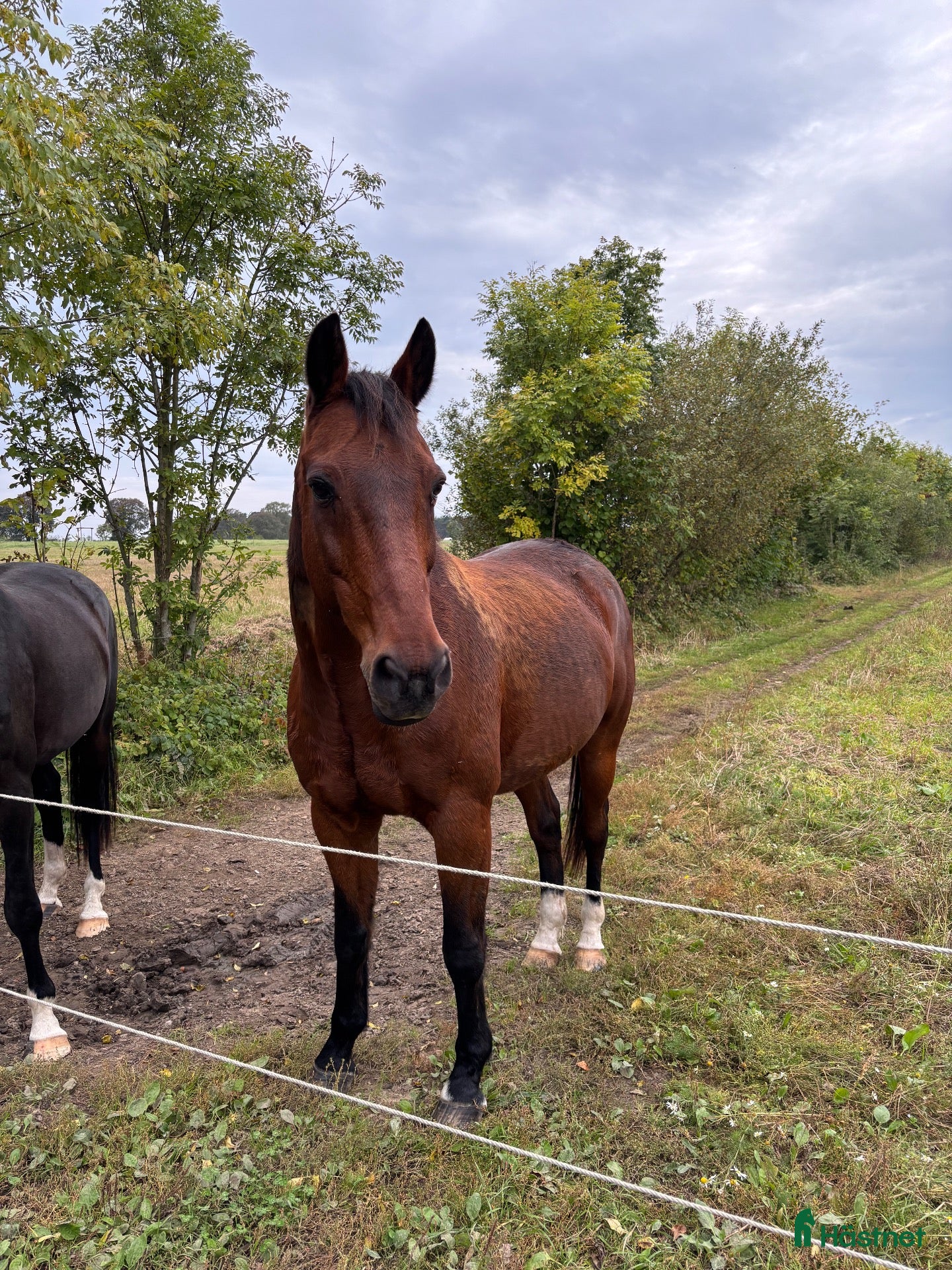  hästar till salu: Trevlig Ridtravare - Annons 2
