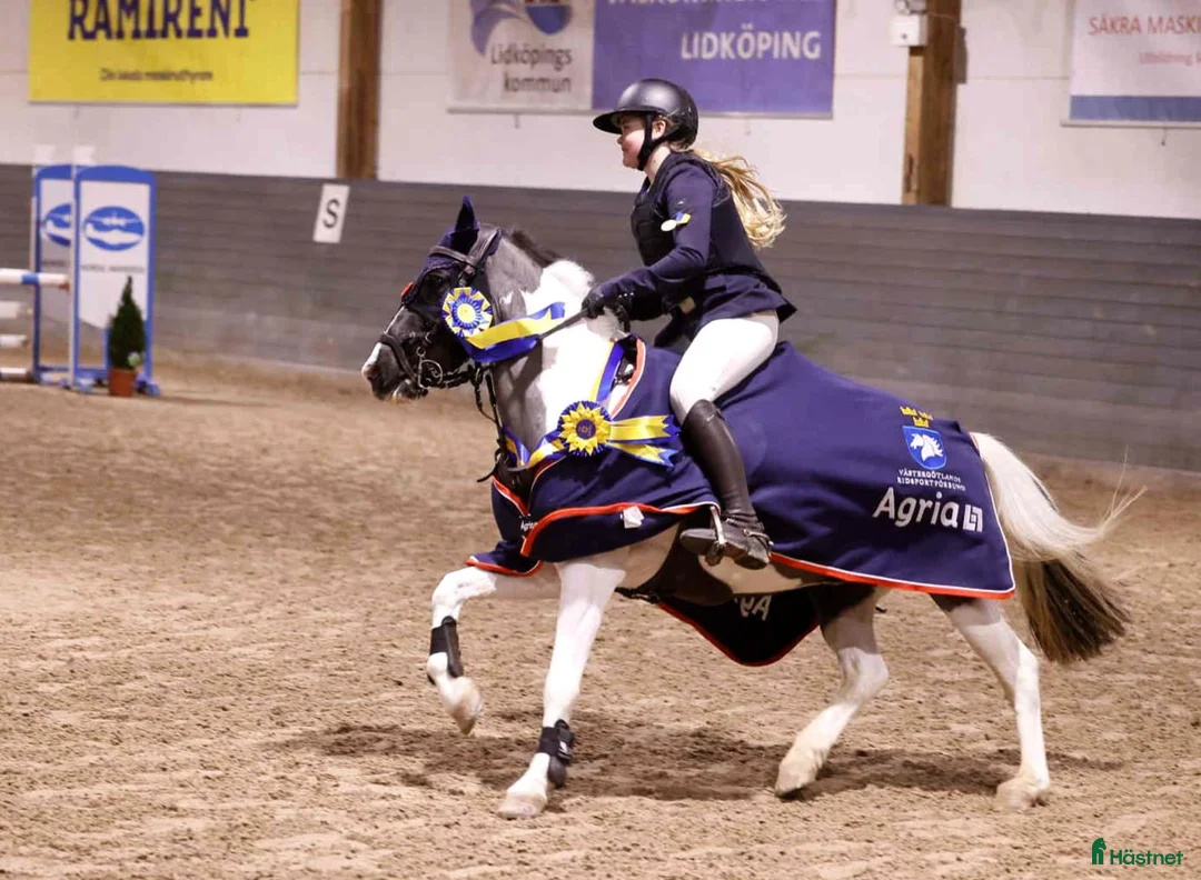 Hoppning hästar till salu: ❤️Skye❤️ - Annons 2