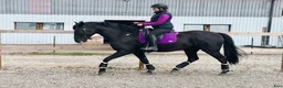 Working Equitation hästar till salu: Svart Lusitano med mycket utvecklingspotential i Sörbygden - Annons 1