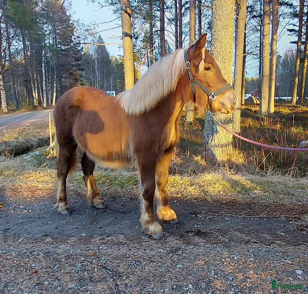 Allround hästar till salu: Nordsvensk brukshäst - Annons 2