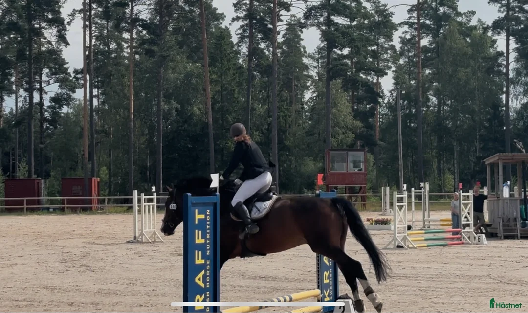  medryttarhäst finnes: Erfaren medryttare till häftig Swb hopp/dressyr i Västerhaninge - Annons 23