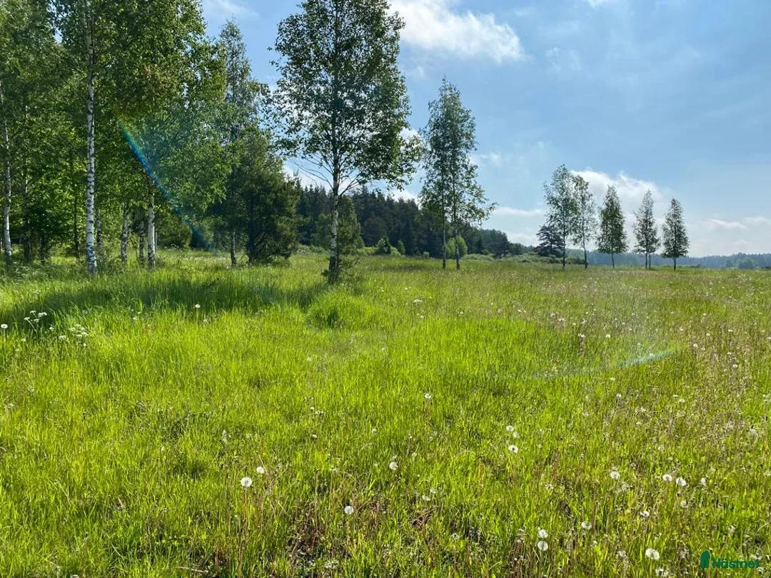  stallplats Lösdrift dräktiga ston/ungston/pensionär - Annons 7