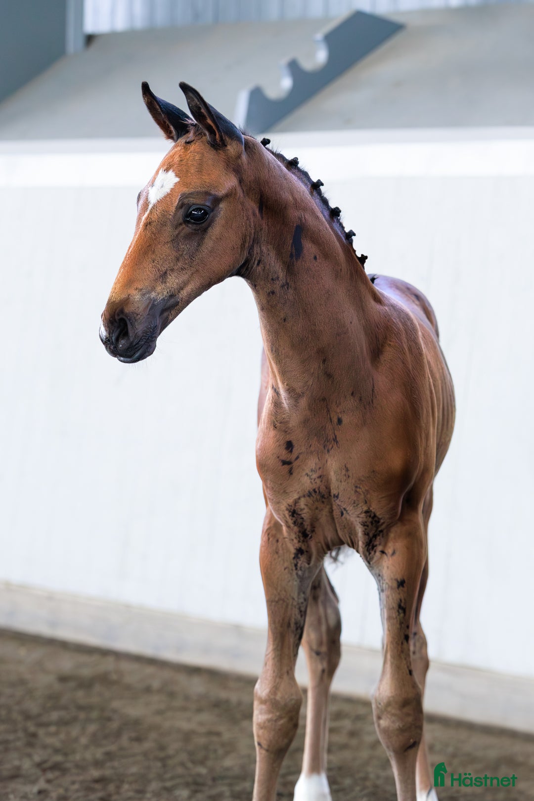 Dressyr hästar till salu: ⭐️ Hingstföl med karisma ⭐️ i Karlstad - Annons 2