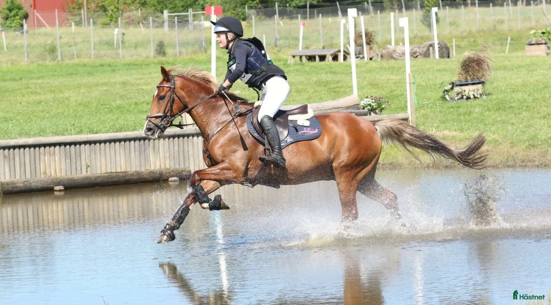 Fälttävlan hästar till salu: Underbar fräsch läomästare  - Annons 2