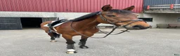 Hoppning hästar till salu:  Quick Quality – en häst med hjärtat på rätt plats - Annons 2