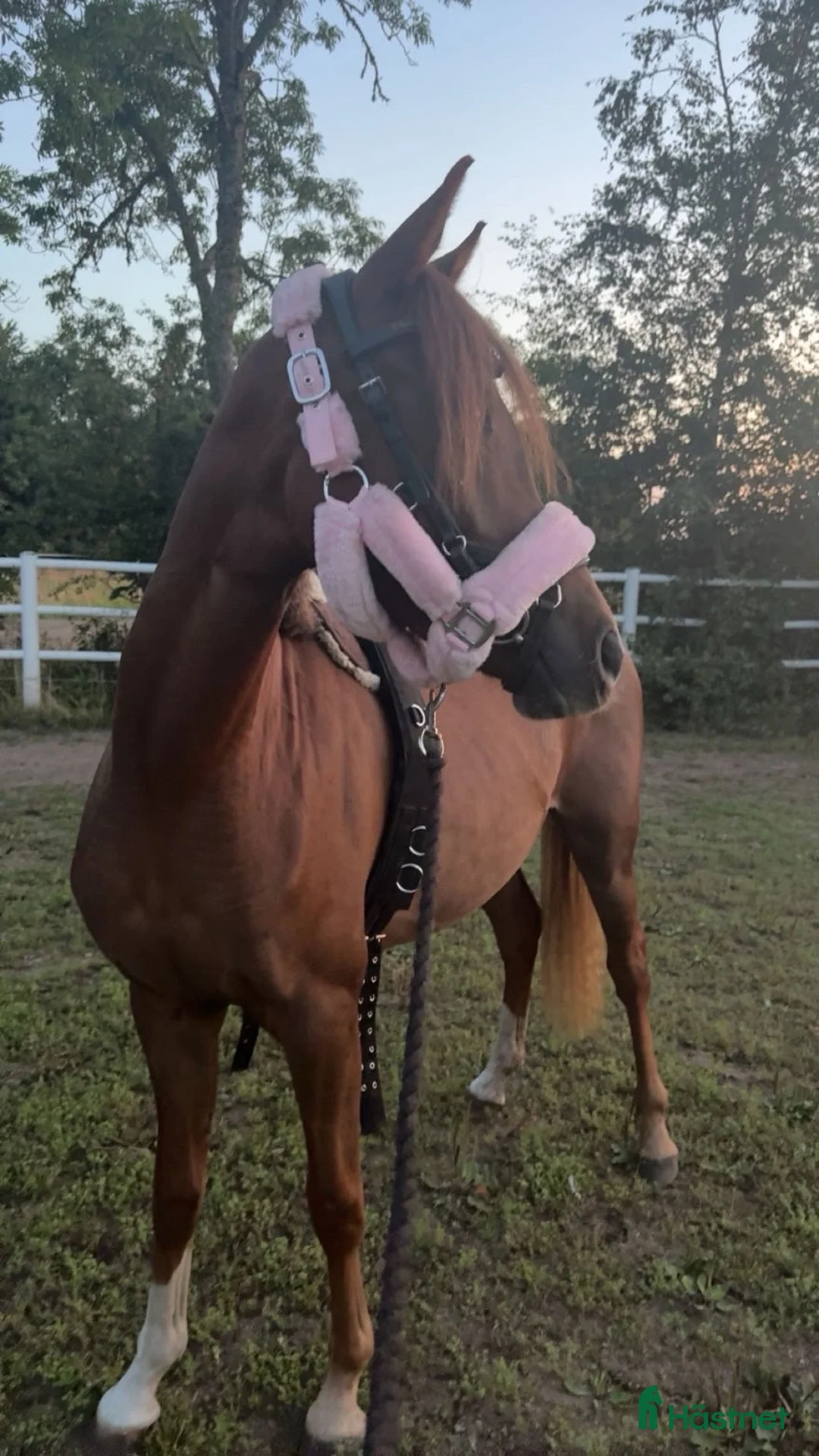 Allround hästar till salu: Blivande C-ponny i Kvänum - Annons 2