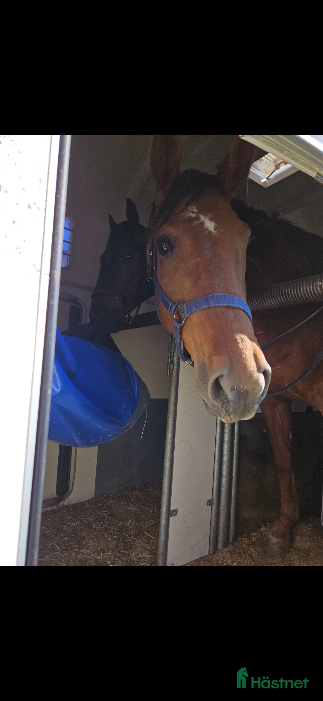 Allround hästar till salu: Leonore f. 2016 i Sköldinge - Annons 7