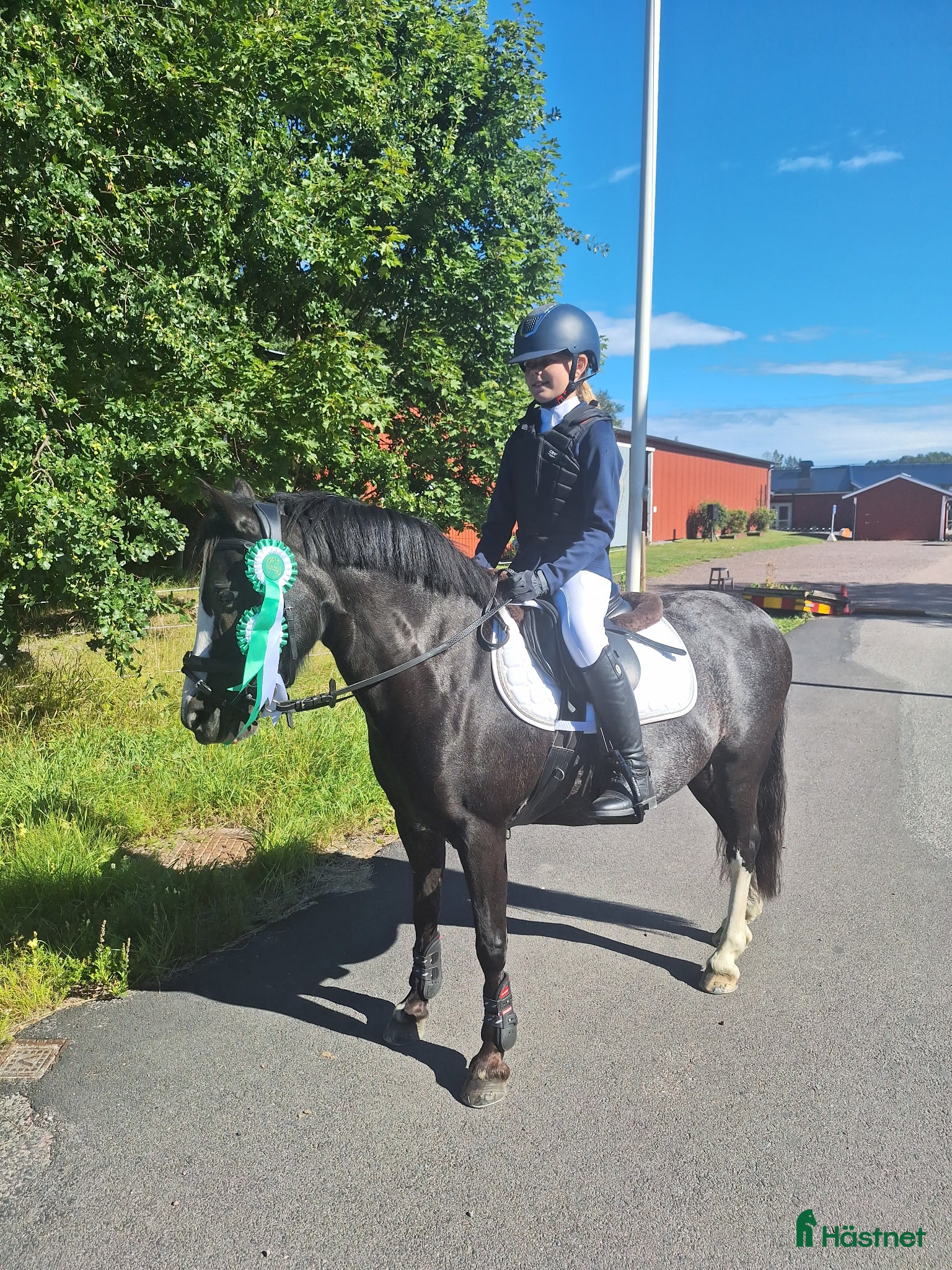  hästar Bästa vän och träning/tävlingskompis - Annons 2