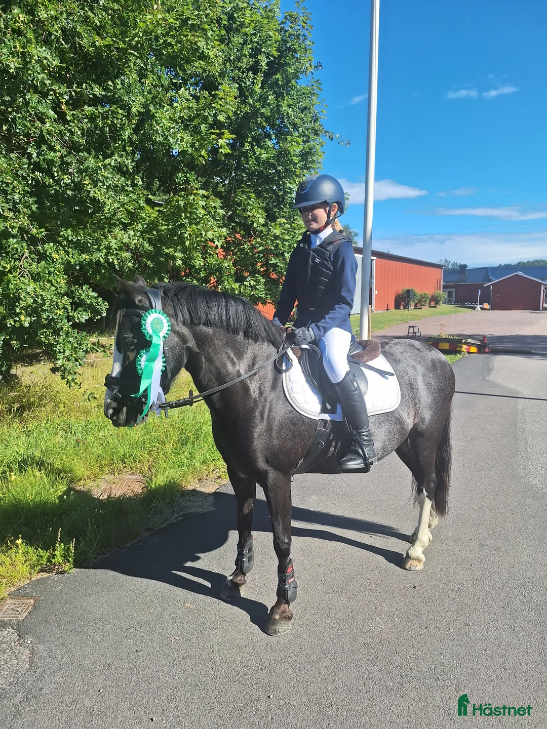 Allround hästar till salu: Bästa vän och träning/tävlingskompis - Annons 2