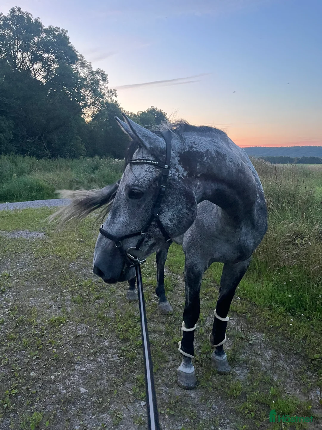 Hoppning hästar till salu: Valack med karaktär  - Annons 4