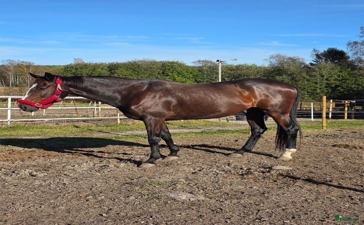  hästar i Sundsvall - Annons 5