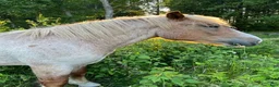 Övrigt hästar till salu: Ardenner intressekoll i Dalsjöfors - Annons 2