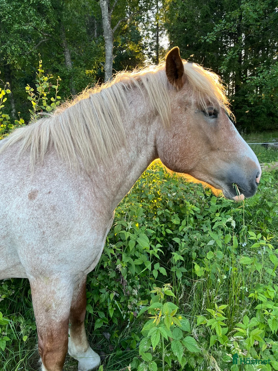 Övrigt hästar till salu: Ardenner intressekoll i Dalsjöfors - Annons 2