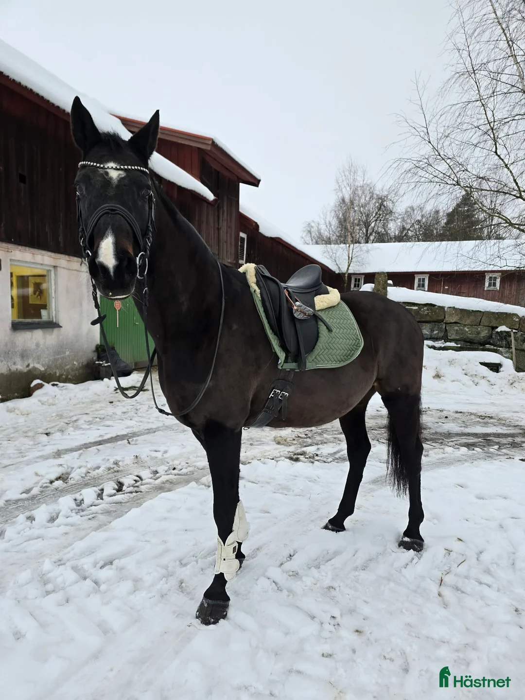 Dressyr hästar till salu: Mkt vackert swb sto  i Kungsör - Annons 2