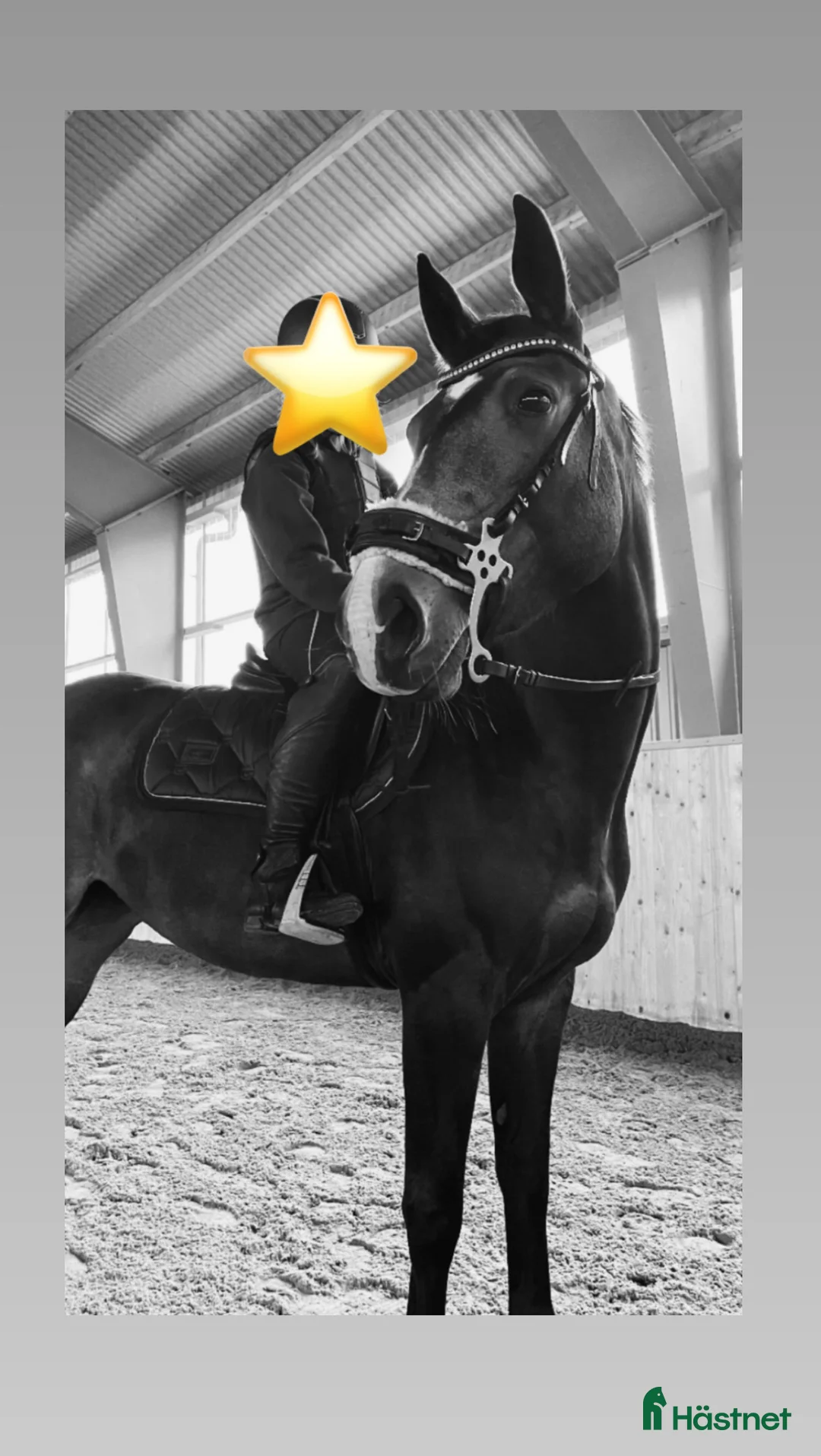 Allround hästar till salu: Sportig D-ponny - Annons 3