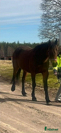  hästar Fölsto/ridning - Annons 8