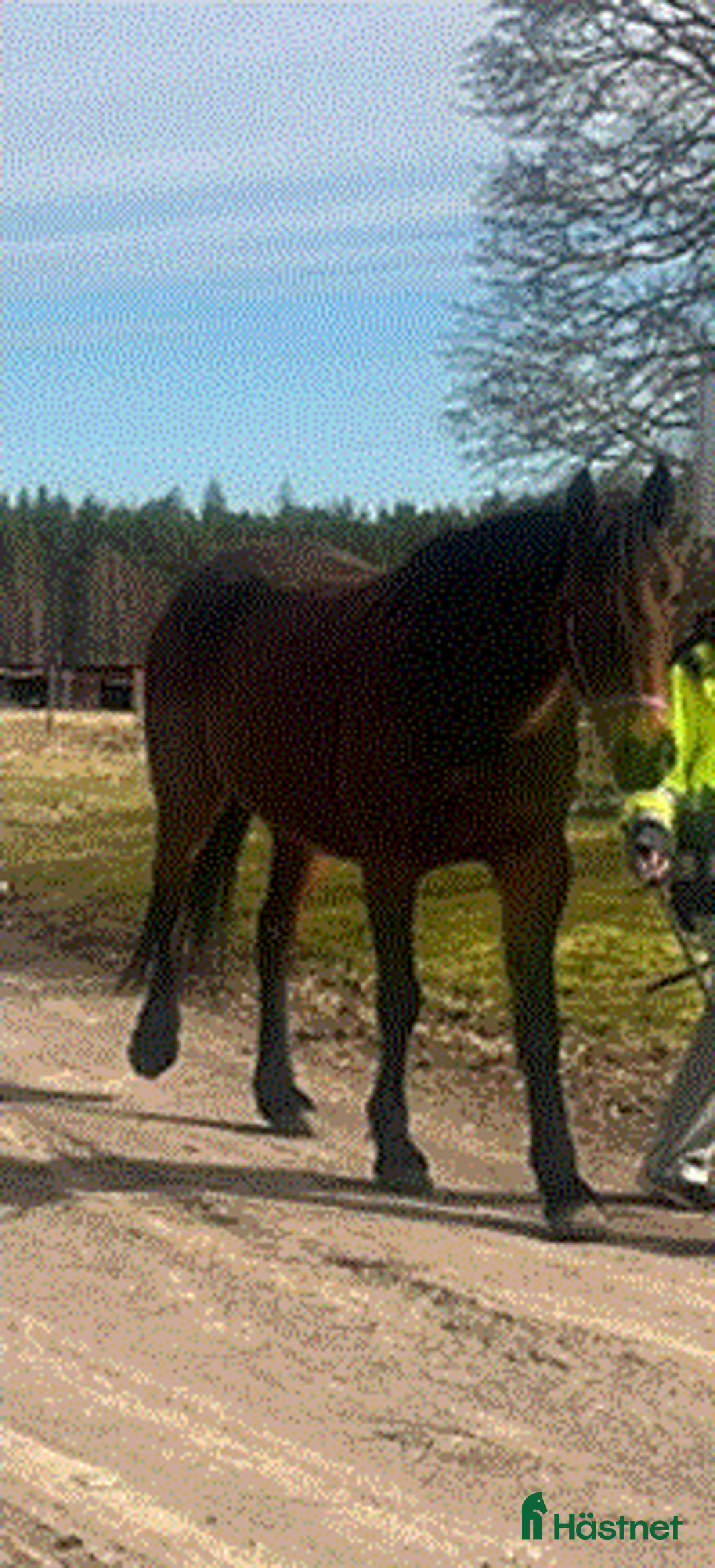 Trav hästar till salu: Fölsto/ridning i Gräsmark - Annons 1