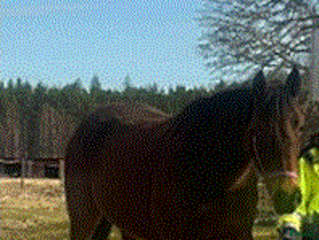 hästar Fölsto/ridning - Annons 8