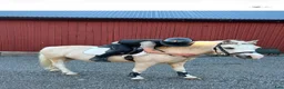  medryttarhäst finnes: Medryttare till sötaste B-ponny - Annons 2