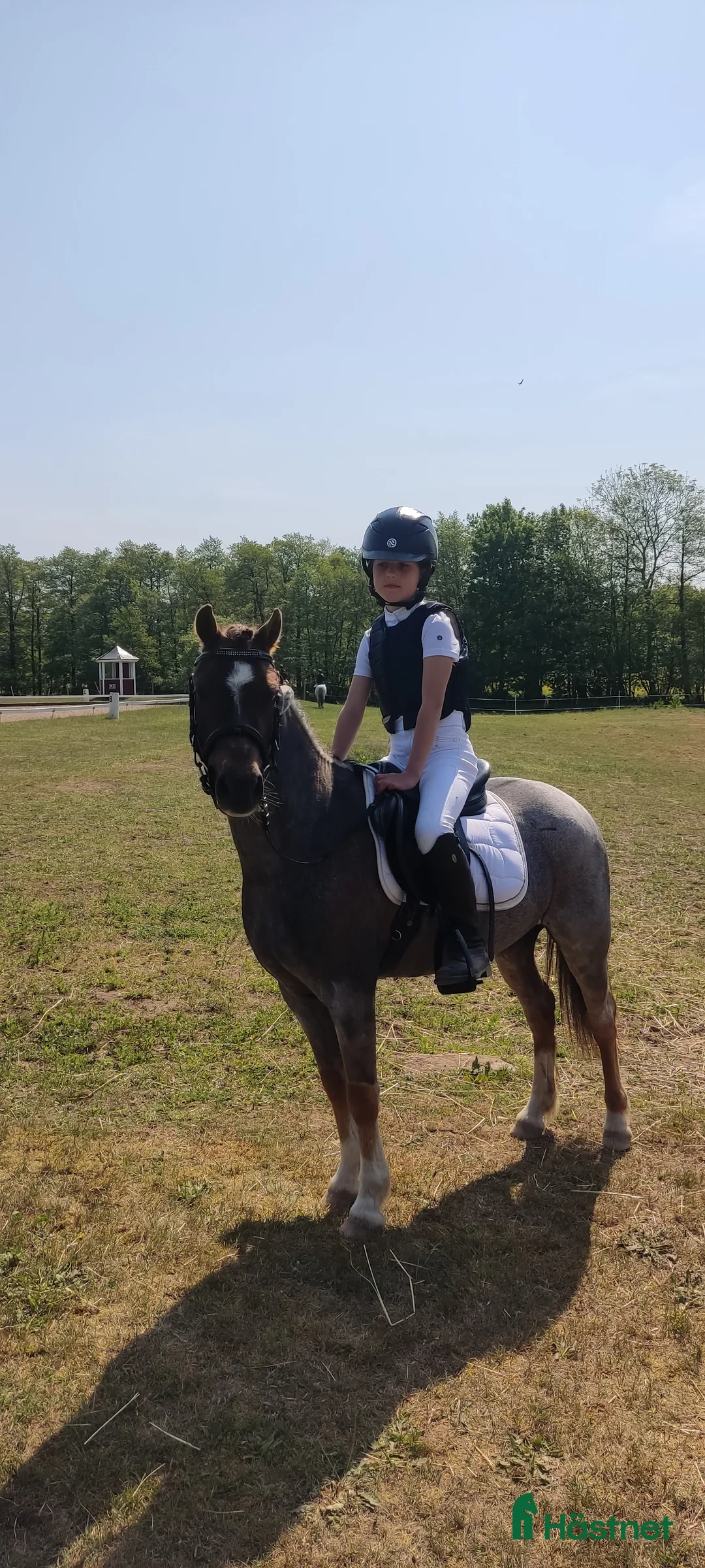 Allround hästar till salu: Tävlingsponny i startgropen i Gärsnäs - Annons 7