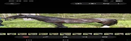 Allround hästar till salu: Snäll och vänlig ponny i Långviksmon - Annons 3