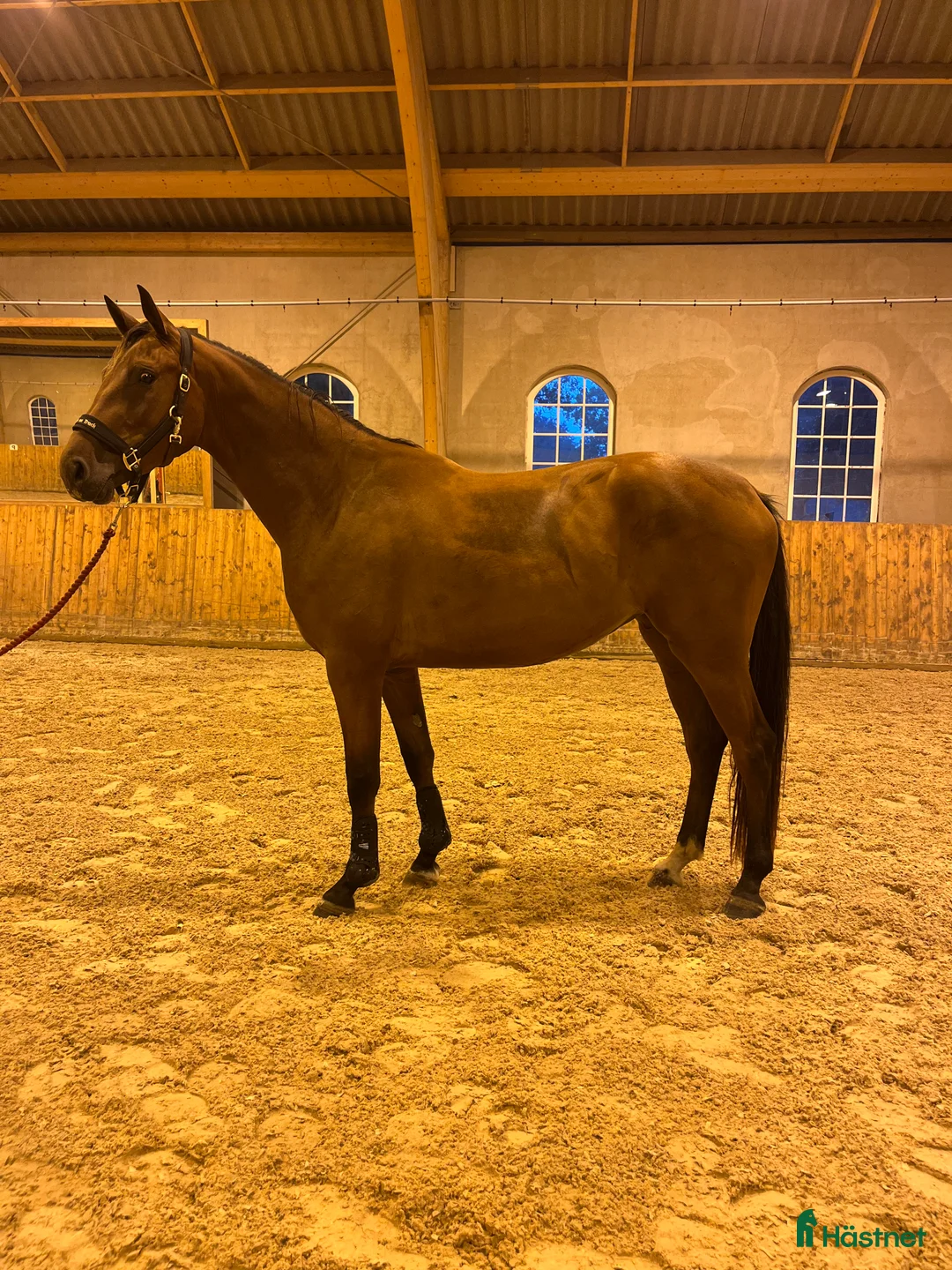 Hoppning hästar till salu: 3st Halvblod.  - Annons 2