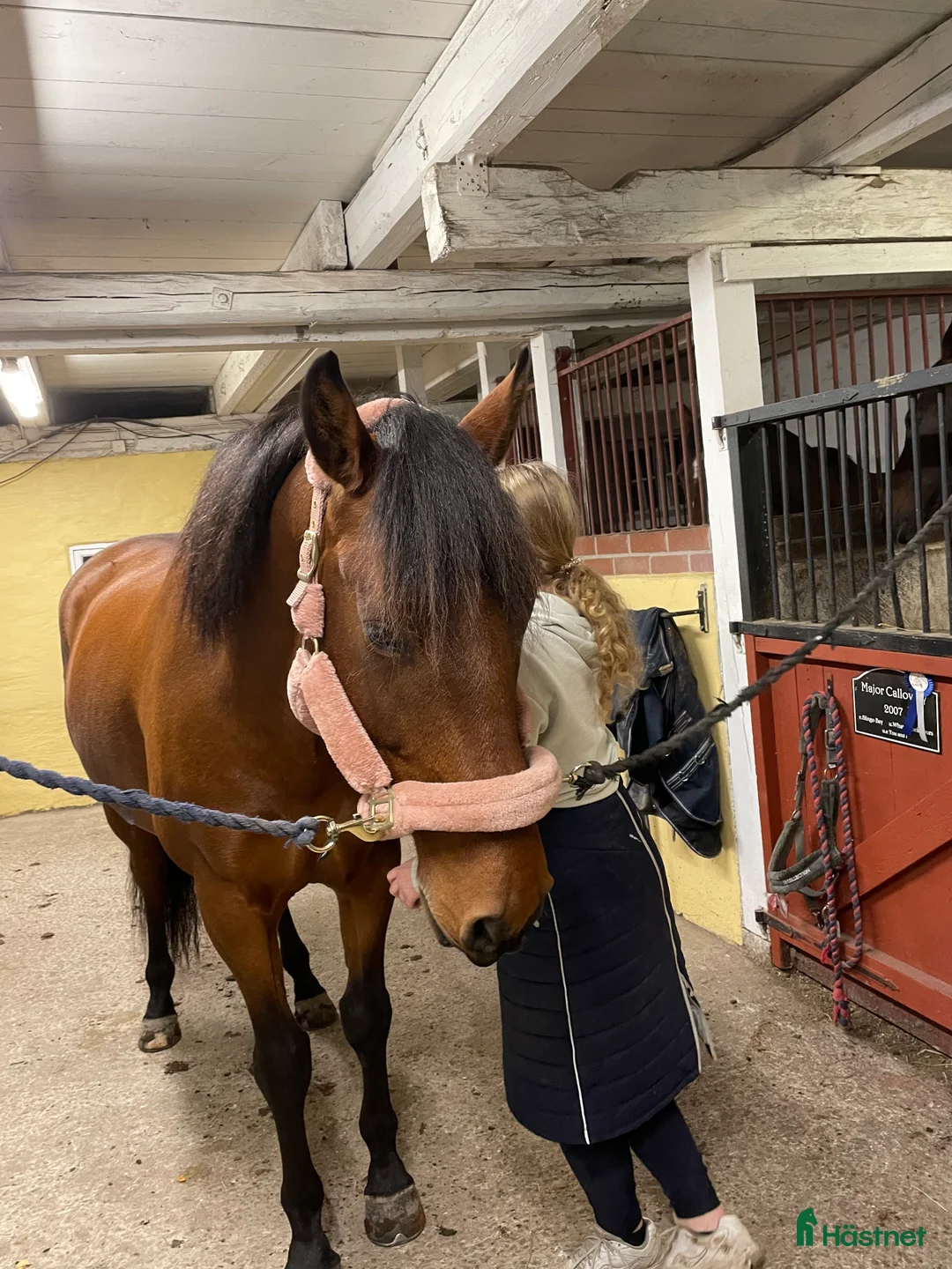 Allround hästar till salu: Lasse söker hem med uteritter och ev körning - Annons 7