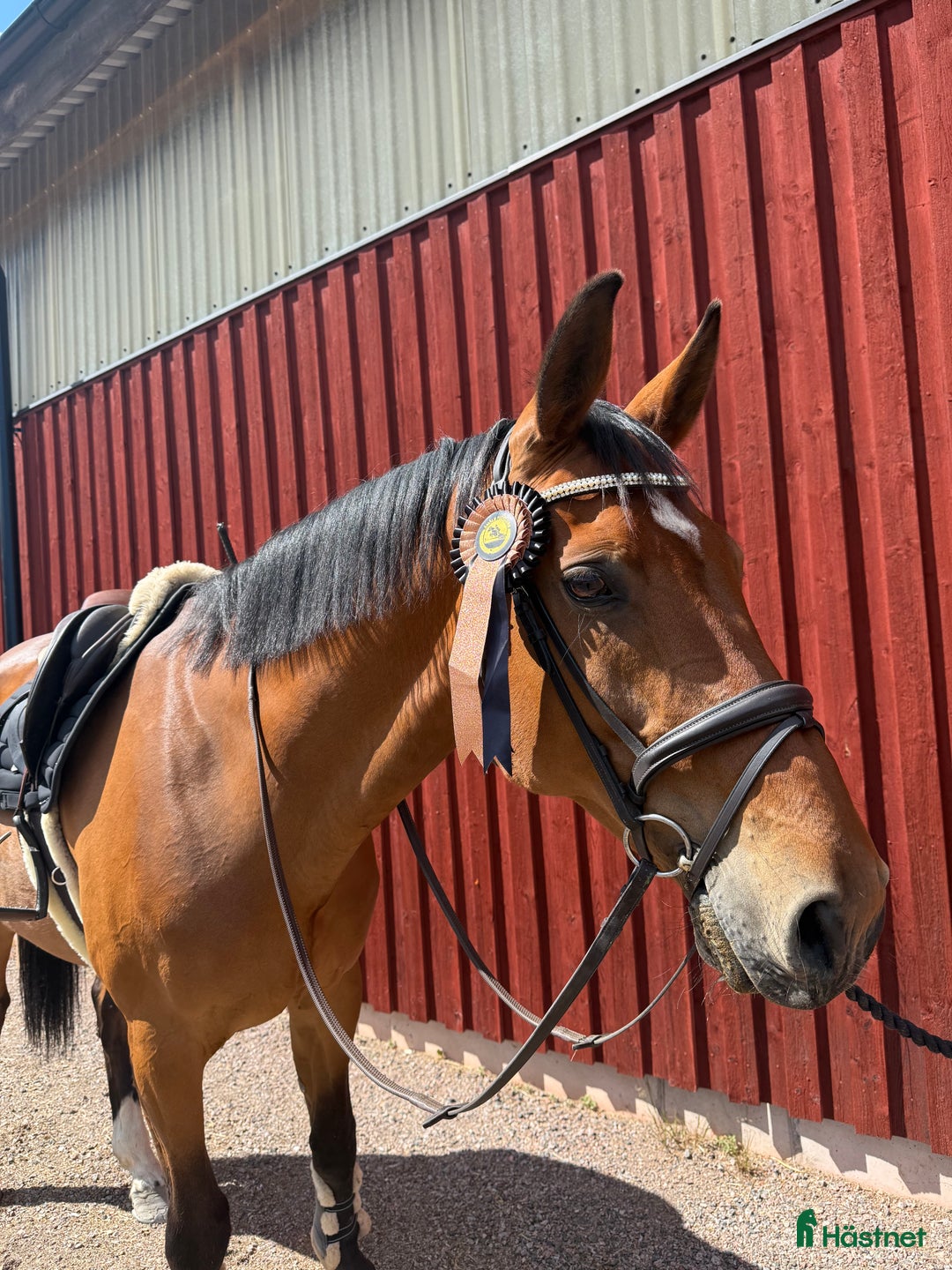 Allround hästar till salu: Världens snällaste läromästare (SWB) i Åmål - Annons 4