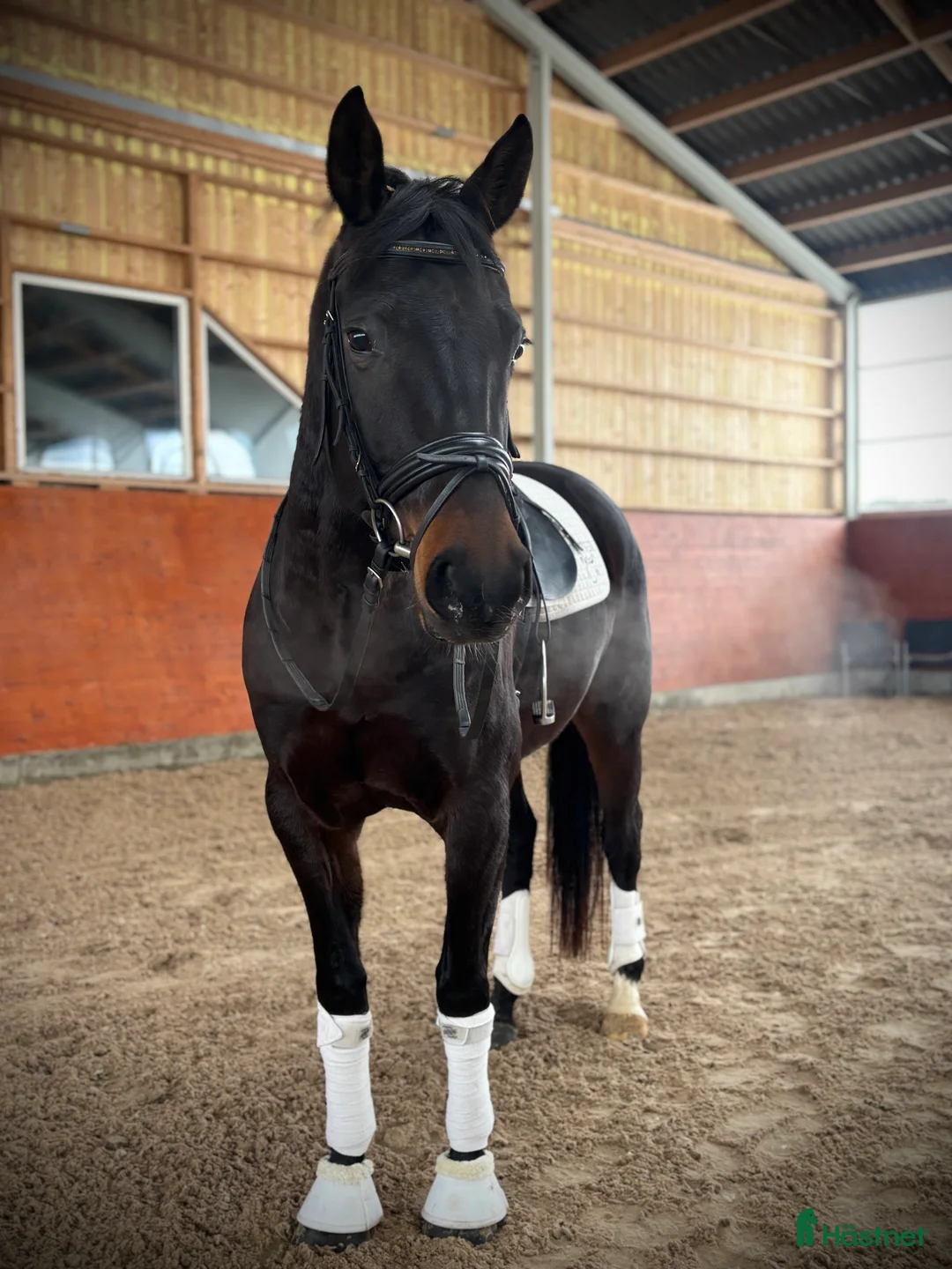 Dressyr hästar till salu: En positiv och okompliserat unghäst - Annons 2