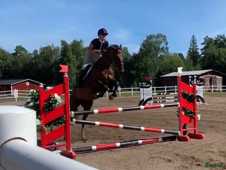 hästar Avelssto i Växjö - Annons 5