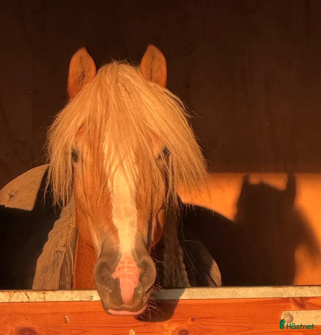 Övrigt hästar till salu: Haflinger - Annons 1