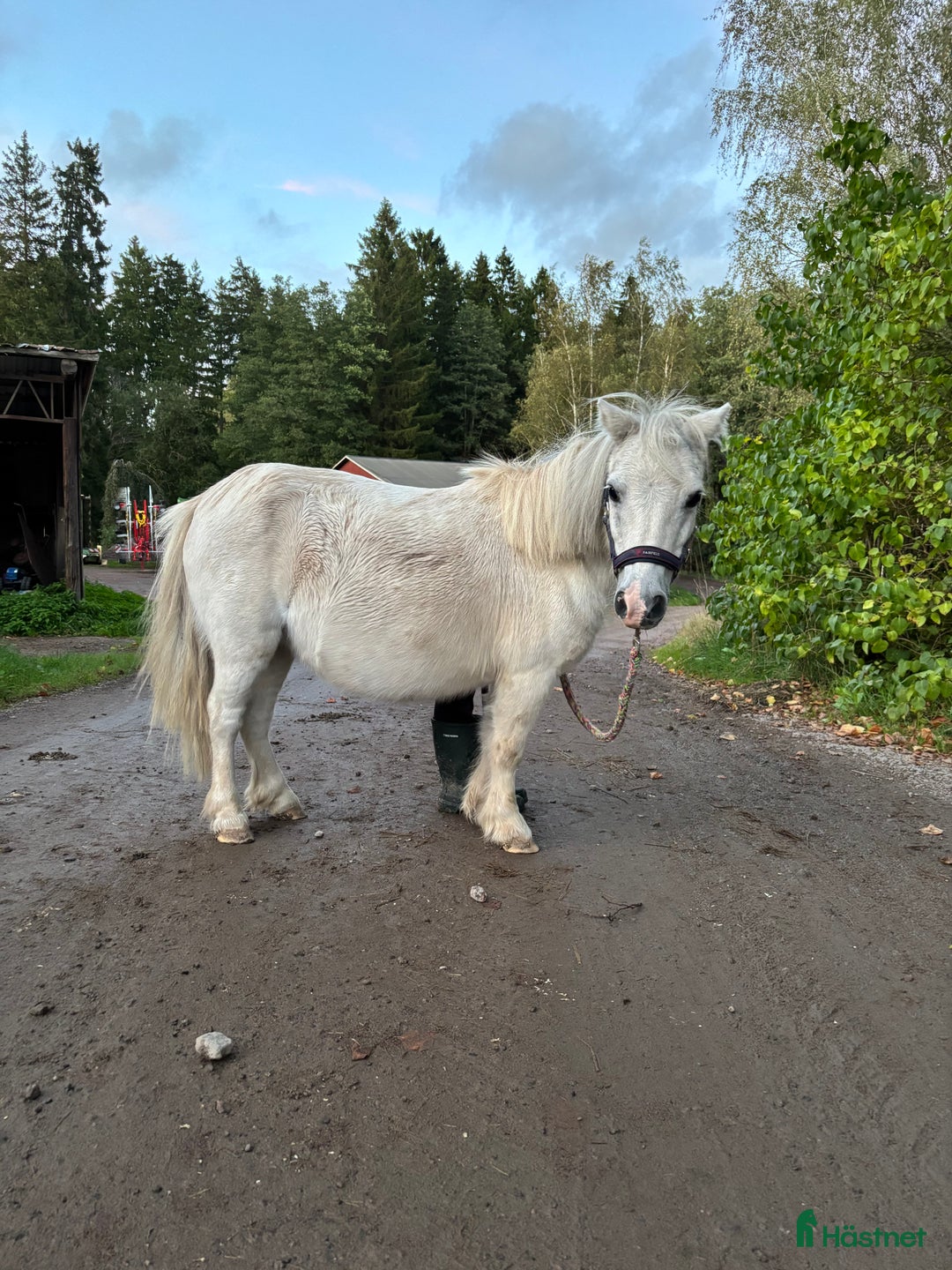 Övrigt hästar till salu: Byte ?  i Tibro - Annons 3