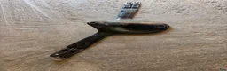 Sadeltillbehör hästutrustning till salu: Sadelgjord 125cm - Annons 1