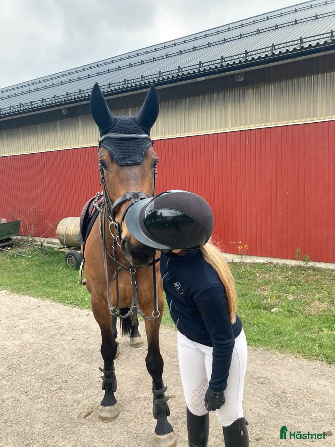 Hoppning hästar till salu: Snill spranghest med stor kapasitet i Nittedal - Annons 9