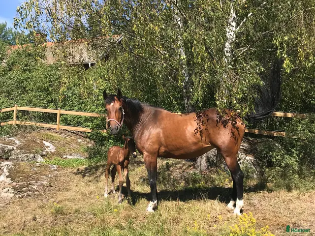hästar Avelssto som även kan säljas som ridhäst! - Annons 1