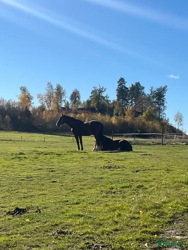 Galleribild {{count}}