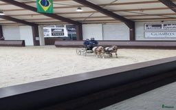 Körning hästar till salu: Välmeriterad körponny i Vittsjö - Bild 2