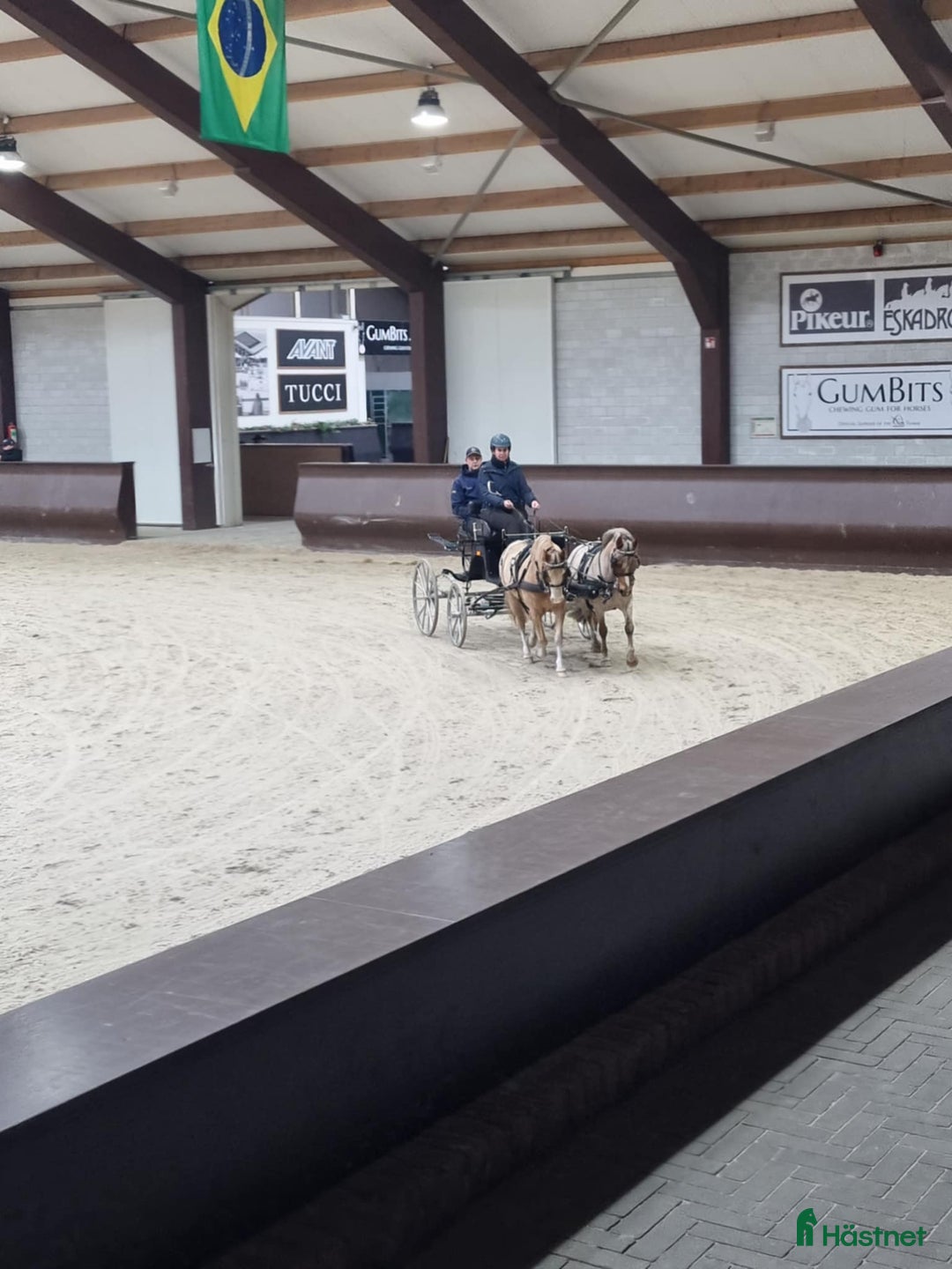 Körning hästar till salu: Välmeriterad körponny i Vittsjö - Bild 2