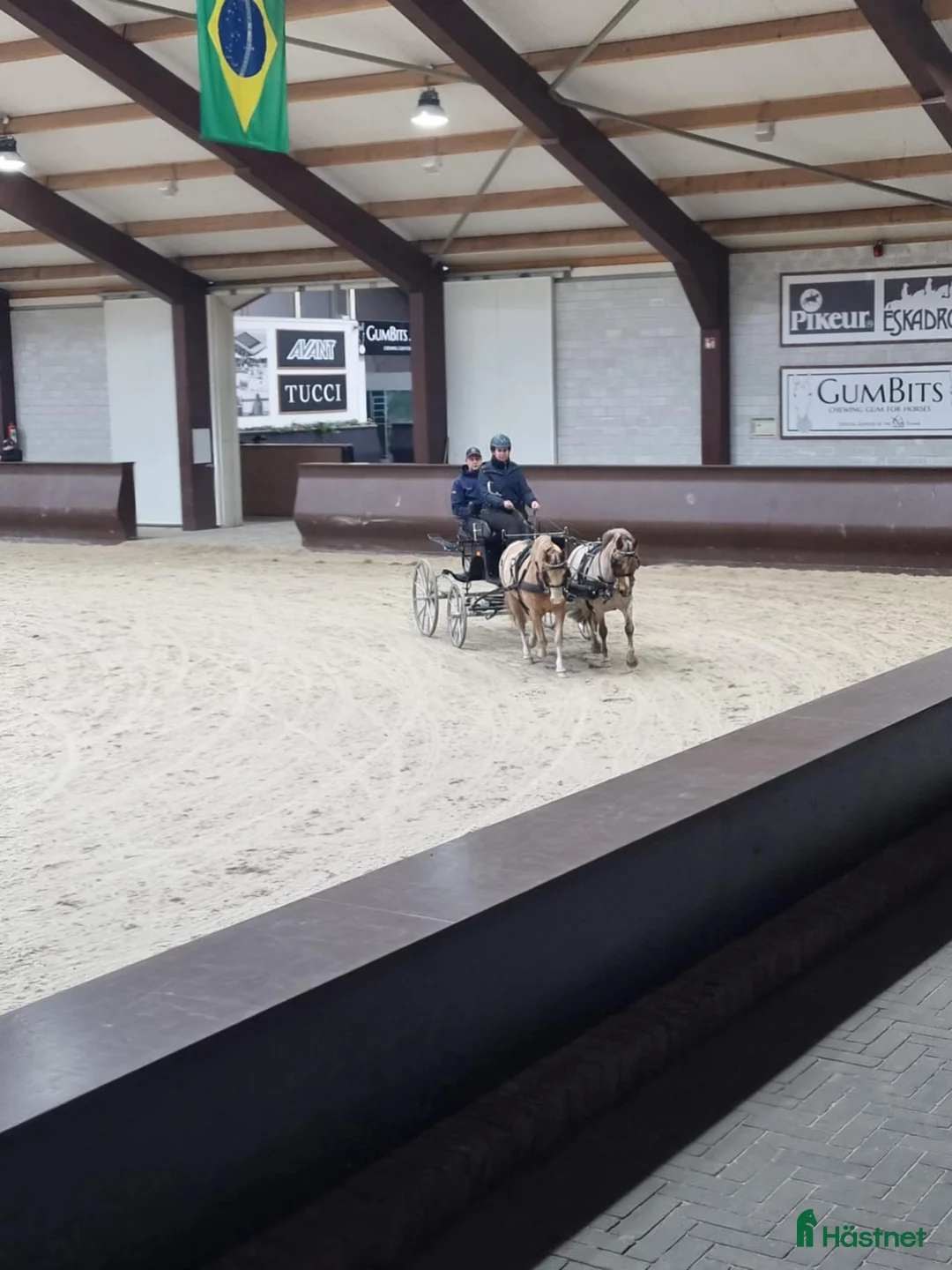 Körning hästar till salu: Välmeriterad körponny i Vittsjö - Annons 2