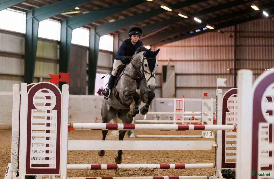 Hoppning hästar till salu: Vacker hopphäst med stor kapacitet till salu - Annons 1