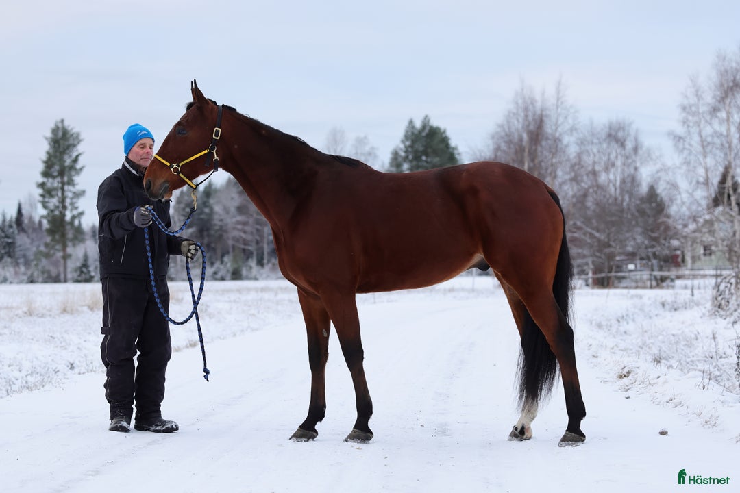 Trav hästar till salu: Starthäst i Piteå - Annons 3