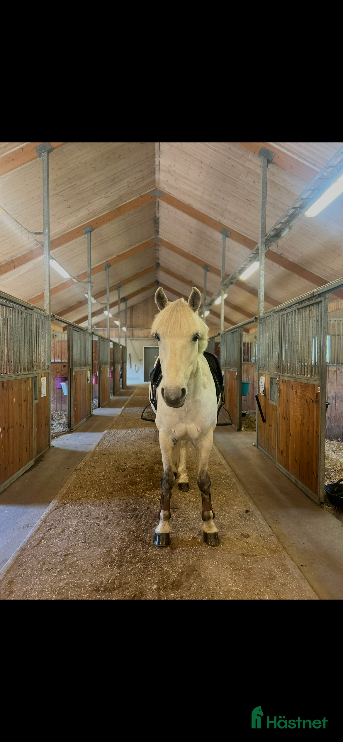  hästar Älskad ponny söker ett nytt, tryggt hem i Södertälje - Annons 4