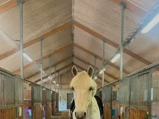 hästar Älskad ponny söker ett nytt, tryggt hem i Södertälje - Annons 4