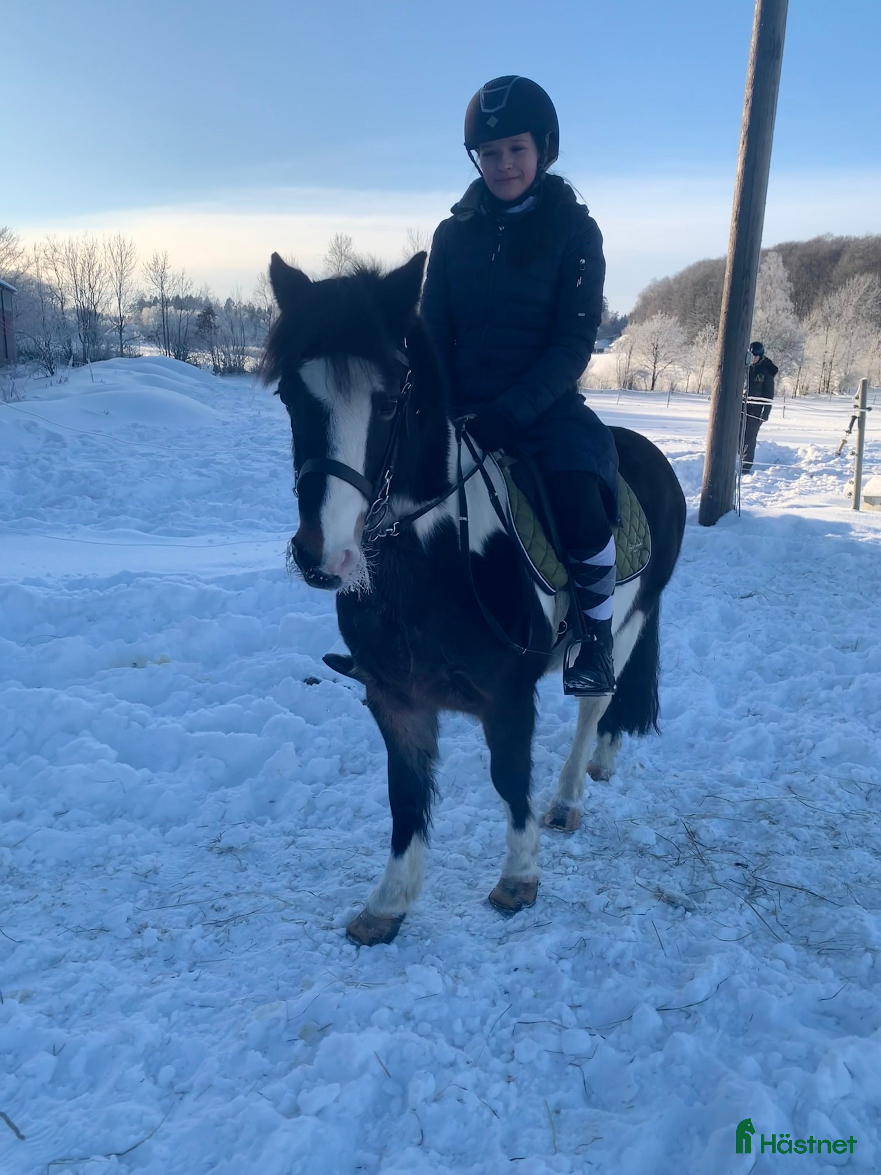  hästar Lady söker hem med stort hjärta i Ytterby - Annons 5